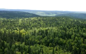 Population Health & Wellbeing