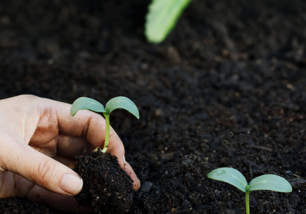 Planting a young cucumber plant in the garden